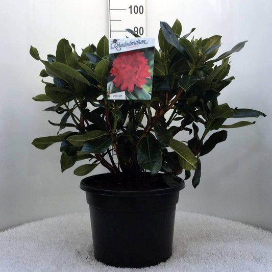  Rhododendron (Rhododendron 'Markeeta's Prize')