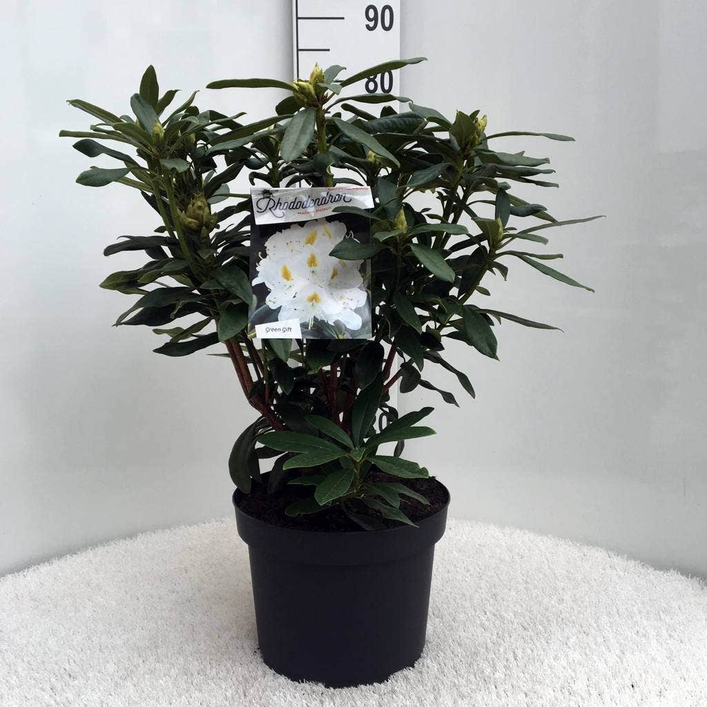  Rhododendron (Rhododendron 'Madame Masson')