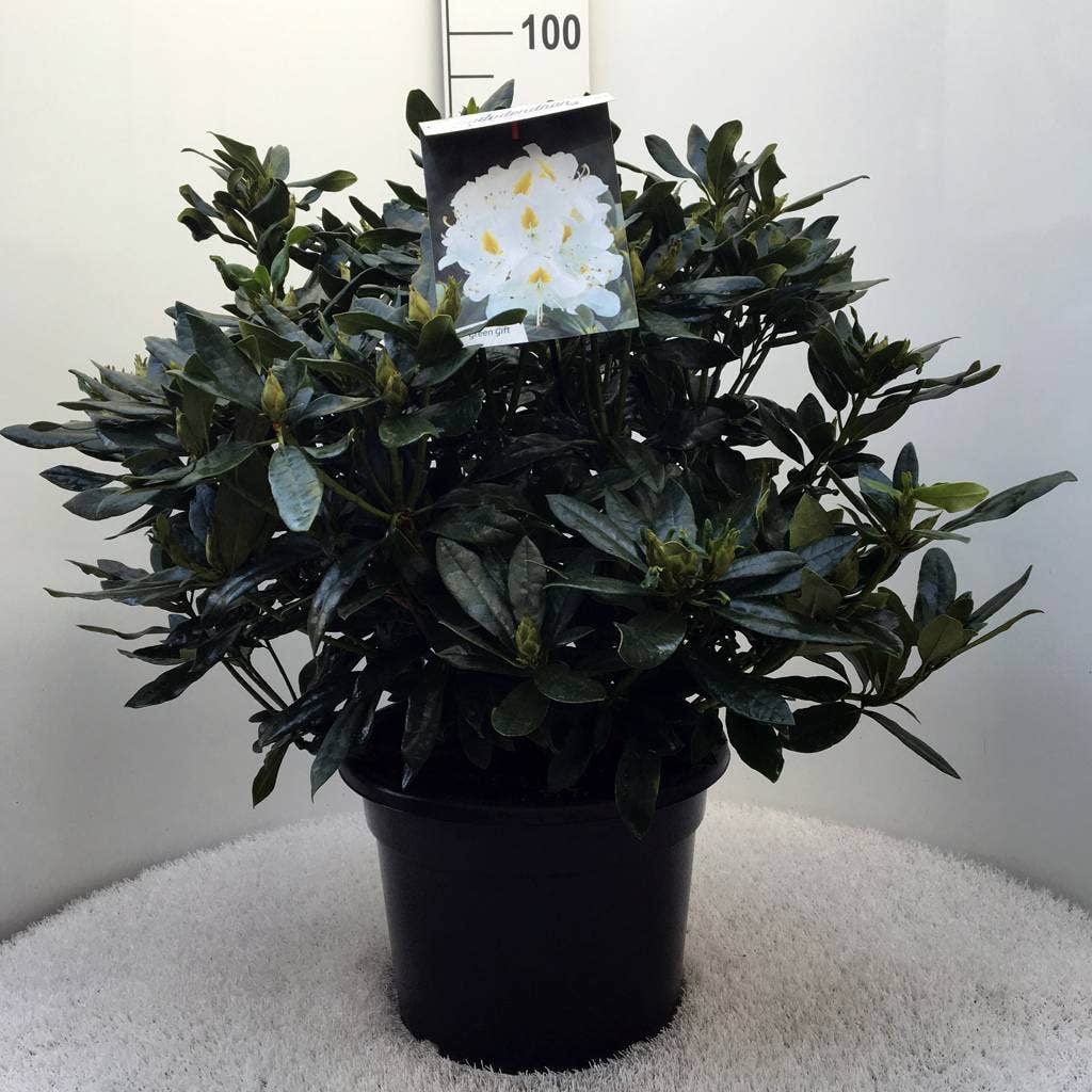  Rhododendron (Rhododendron 'Madame Masson')