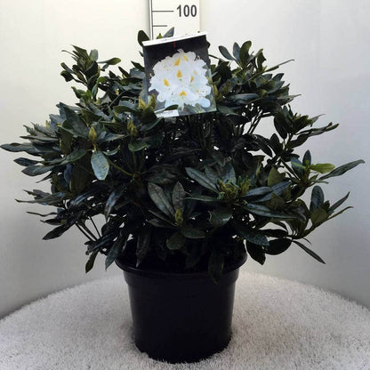  Rhododendron (Rhododendron 'Madame Masson')