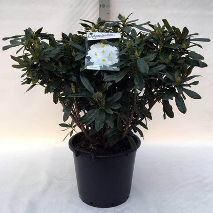 Rhododendron (Rhododendron 'Madame Masson')