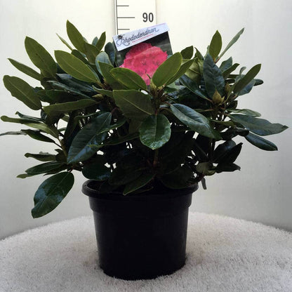  Rhododendron (Rhododendron 'American Beauty')