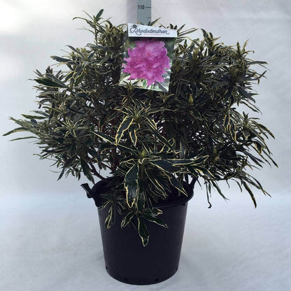  Bosrhododendron (Rhododendron Ponticum 'Variegatum')
