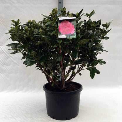  Rhododendron (Rhododendron 'Rocket')