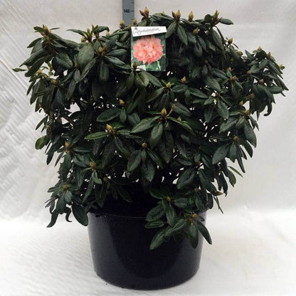  Rhododendron (Rhododendron 'Virginia Richards')