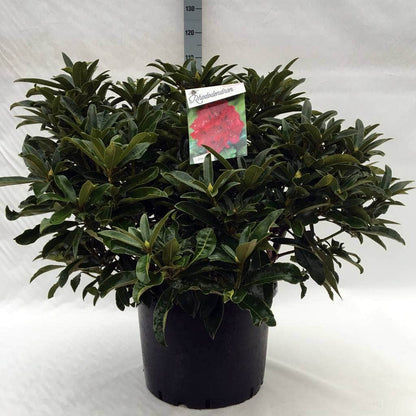  Rhododendron (Rhododendron 'Wilgen's Ruby')