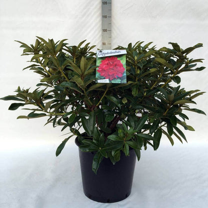  Rhododendron (Rhododendron 'Wilgen's Ruby')