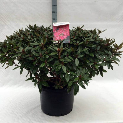  Rhododendron (Rhododendron 'Winsome')