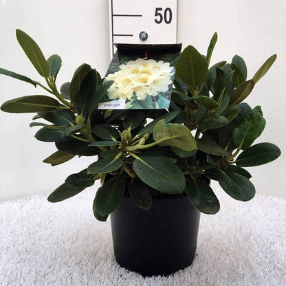  Rhododendron (Rhododendron 'Flava')