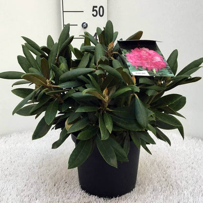  Dwergrhododendron (Rhododendron 'Polaris')