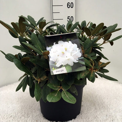  Dwergrhododendron (Rhododendron 'Porzellan')