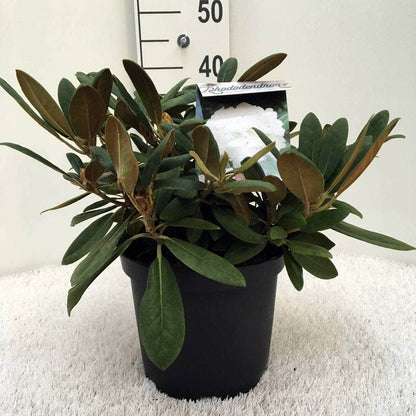 Dwergrhododendron (Rhododendron 'Porzellan')