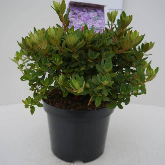  Dwergrhododendron (Rhododendron 'Ramapo')