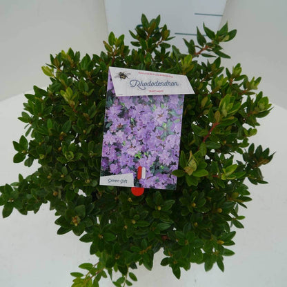  Dwergrhododendron (Rhododendron 'Ramapo')