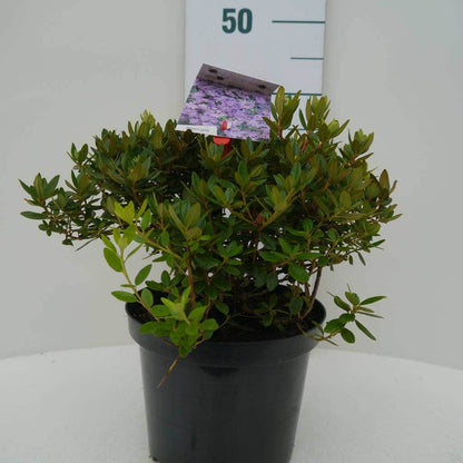  Dwergrhododendron (Rhododendron 'Ramapo')