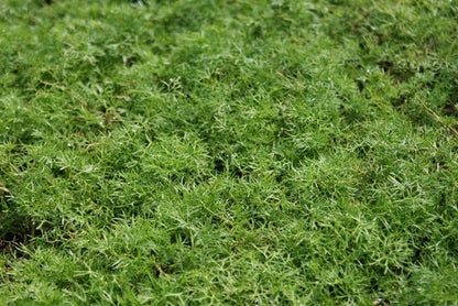  Waterranonkel (Ranunculus Aquatilis)
