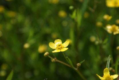  Egelboterbloem (Ranunculus Flammula)