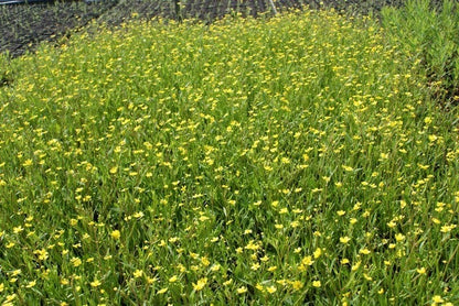  Egelboterbloem (Ranunculus Flammula)