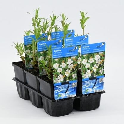 Genadekruid (Gratiola Officinalis)