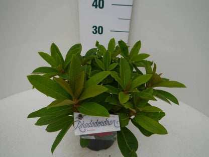  Rhododendron (Rhododendron 'Red Jack')