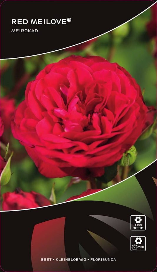  Stamroos (Rosa 'Red Meilove')