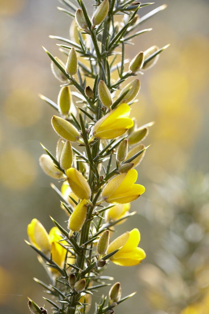  Gaspeldoorn (Ulex Europaeus)