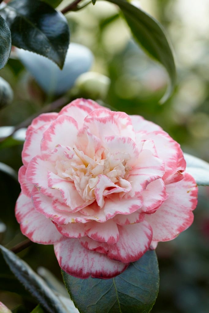  Camelia (Camellia Japonica 'Margaret Davis')