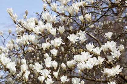 Beverboom (Magnolia Kobus)
