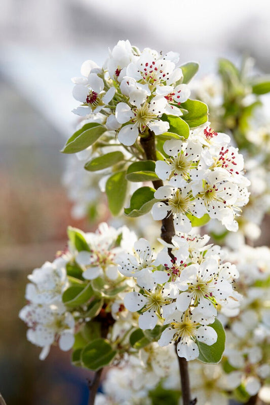  Wilde Peer, Bosplantsoen (Pyrus Communis)