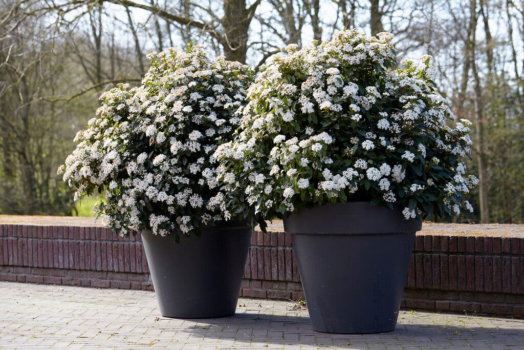  Groenblijvende Sneeuwbal (Viburnum Tinus 'Eve Price')