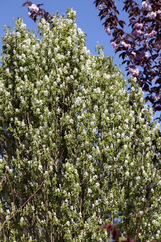  Zuilvormige Krentenboom (Amelanchier Alnifolia 'Obelisk')