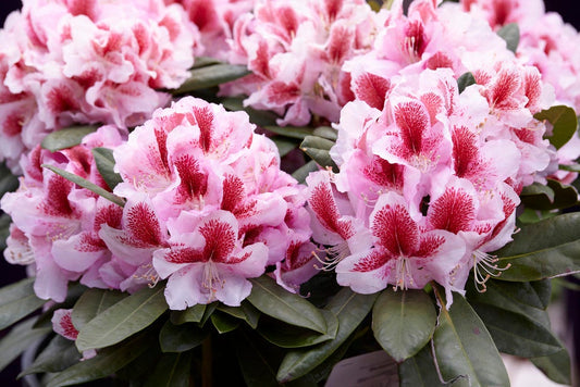  Rhododendron (Rhododendron 'Belami')