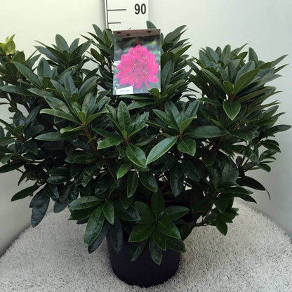  Rhododendron (Rhododendron 'Anah Kruschke')