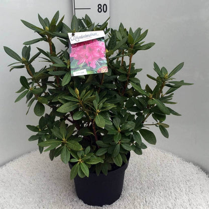  Rhododendron (Rhododendron 'Cosmopolitan')
