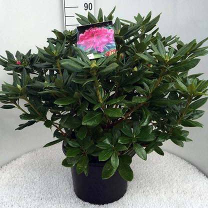  Rhododendron (Rhododendron 'Cosmopolitan')