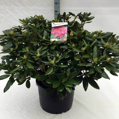  Rhododendron (Rhododendron 'Cosmopolitan')