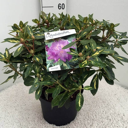  Rhododendron (Rhododendron 'Goldflimmer')