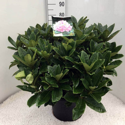  Rhododendron (Rhododendron 'Gomer Waterer')