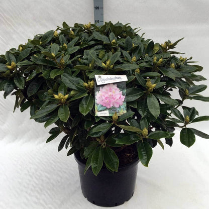  Rhododendron (Rhododendron 'Gomer Waterer')