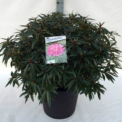  Rhododendron (Rhododendron 'Graziella')