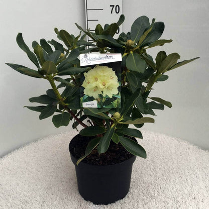  Rhododendron (Rhododendron 'Horizon Monarch')