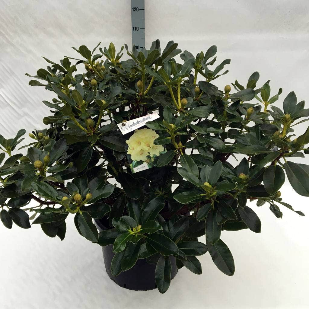  Rhododendron (Rhododendron 'Horizon Monarch')