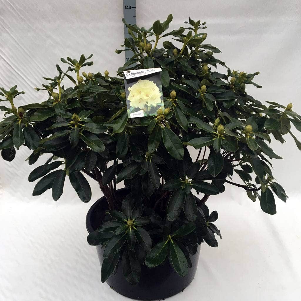  Rhododendron (Rhododendron 'Horizon Monarch')