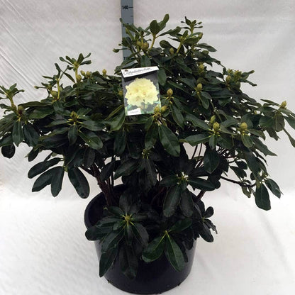  Rhododendron (Rhododendron 'Horizon Monarch')