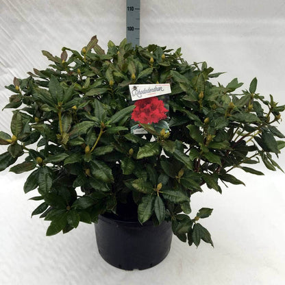  Rhododendron (Rhododendron 'Lord Roberts')