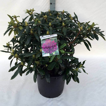  Rhododendron (Rhododendron 'Marcel Menard')
