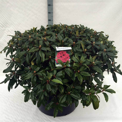  Rhododendron (Rhododendron 'Marie Forte')