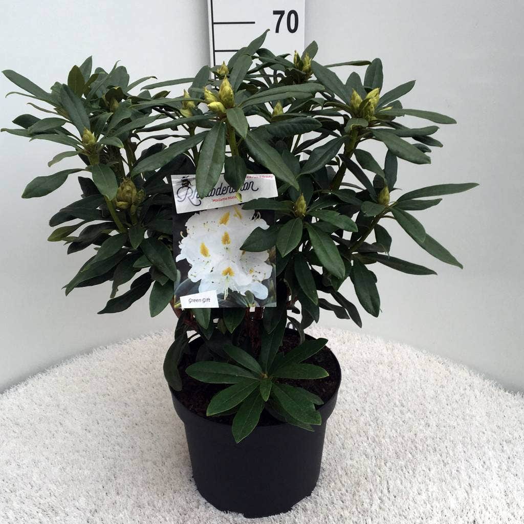  Rhododendron (Rhododendron 'Madame Masson')
