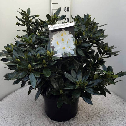  Rhododendron (Rhododendron 'Madame Masson')