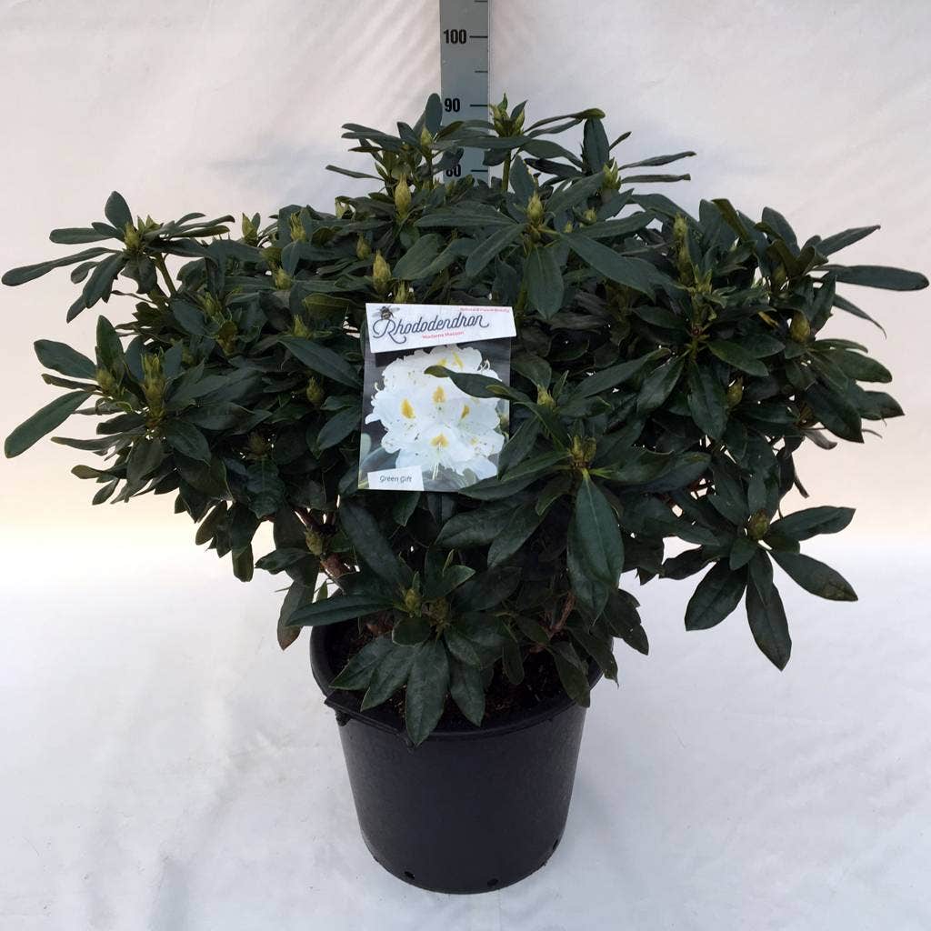  Rhododendron (Rhododendron 'Madame Masson')